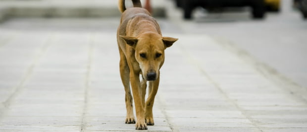 Britânicos desenvolvem plantas transgénicas que criam anticorpos contra a raiva