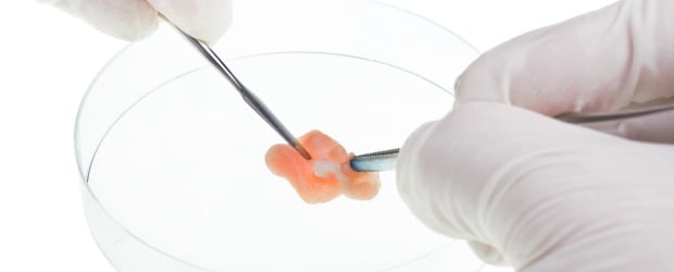 Cientista cria carne in vitro