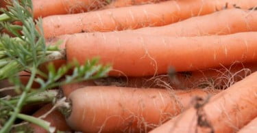 Torriba e Primco estabelecem parceria