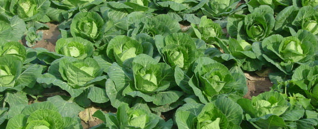 Exportações de hortofrutícolas devem chegar aos 1000M