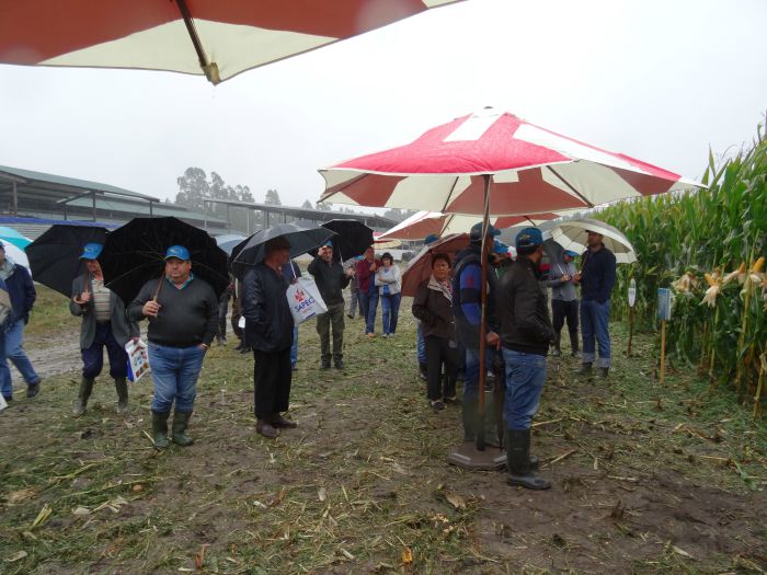 dia de campo milho sapec agro