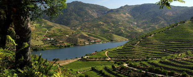 Fim da transferência de direitos de replantação para o Douro