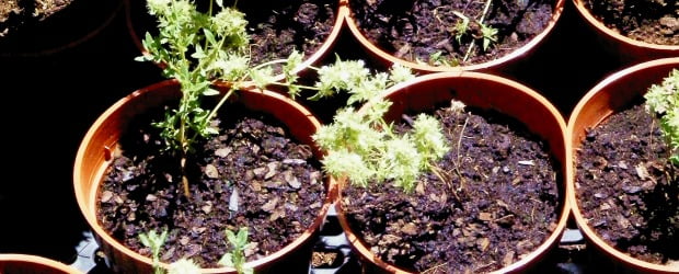 Núcleo PROVE do Ribatejo Interior promove evento sobre ervas aromáticas e plantas medicinais