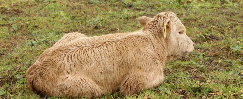 Terceiro foco de febre aftosa na Bulgária