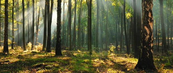 Beneficiários do RSI em Gaia vão ser vigilantes florestais