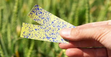 Mercado de agroquímicos decresceu 1% em 2010