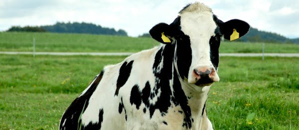 Ministra da Agricultura promete ajudas aos produtores de leite em setembro