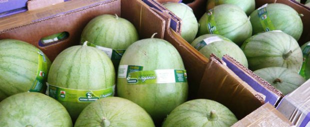 Exploração brasileira aposta na produção de míni melancias