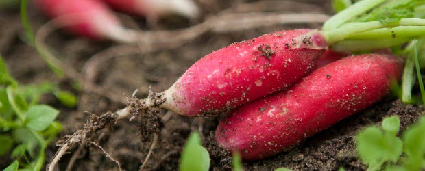 O nicho dos minilegumes