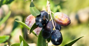mosca da oliveira azeitonas e