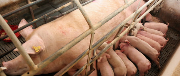Comissão quer que Estados apliquem proibição de porcas em celas individuais
