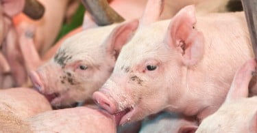 UE perde um milhão de porcos