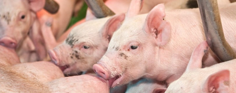 UE perde um milhão de porcos