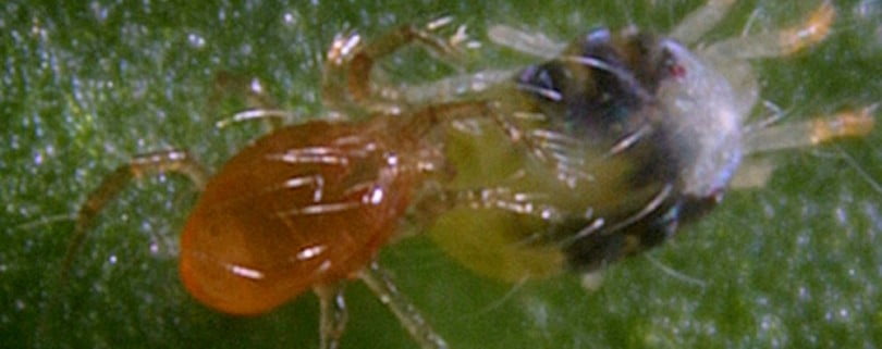 Syngenta Bioline inaugura nova biofábrica em Portugal
