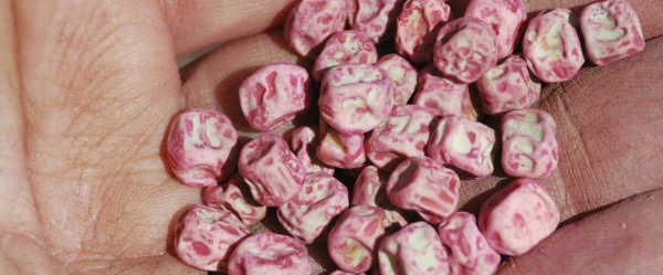 Espanha enfrenta escassez de sementes de leguminosas