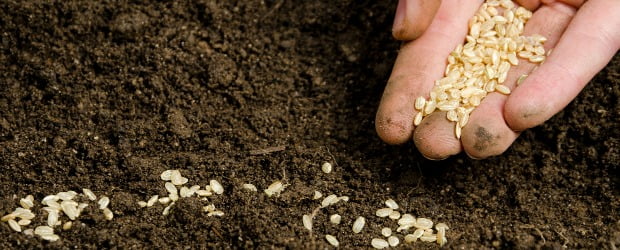 Pequenos agricultores rejeitam nova lei europeia das sementes