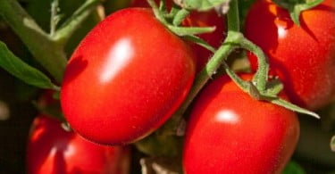 Portugal ultrapassa Espanha na exportação de tomate transformado