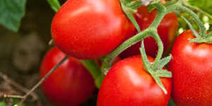 Ainda é a cultura que está a suportar esta zona