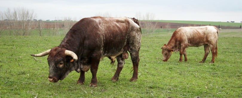 Preço da carne de bovino pode baixar 8% com acordo entre Mercosul e UE
