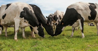 vacas leiteiras pasto