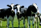 Vacas manipuladas geneticamente para produção de leite hipoalergénico