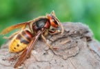 Espanhóis criam novo método de controlo da vespa asiática