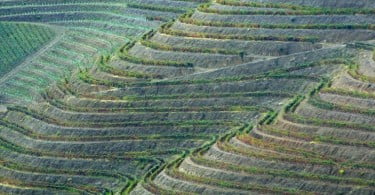 Vitivinicultores exigem mais condições para vindima 2011