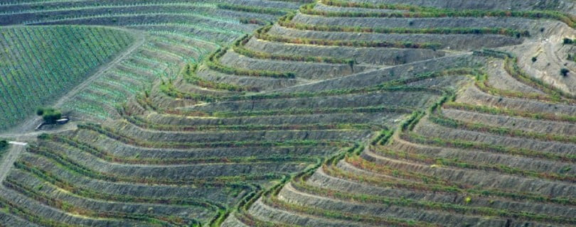 Vitivinicultores exigem mais condições para vindima 2011