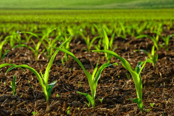 agricultura planta do milho