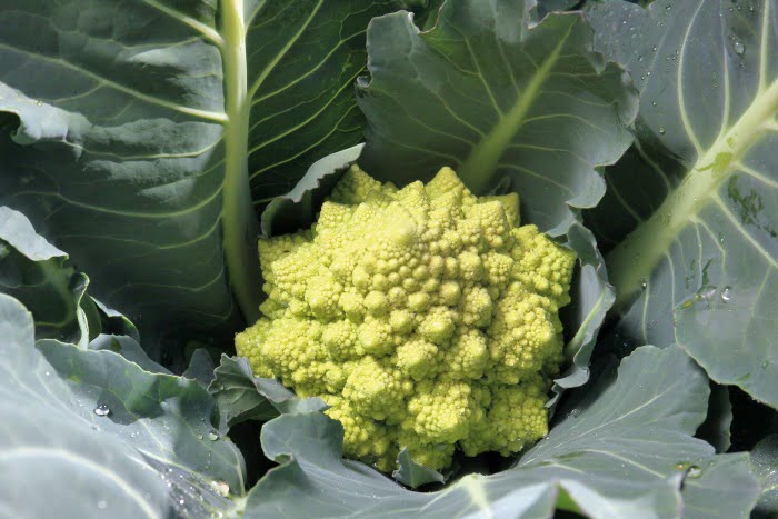 Romanesco é um híbrido de brócolos e couve-flor e é muito sensível ao frio, ficando com as inflorescências arroxeadas