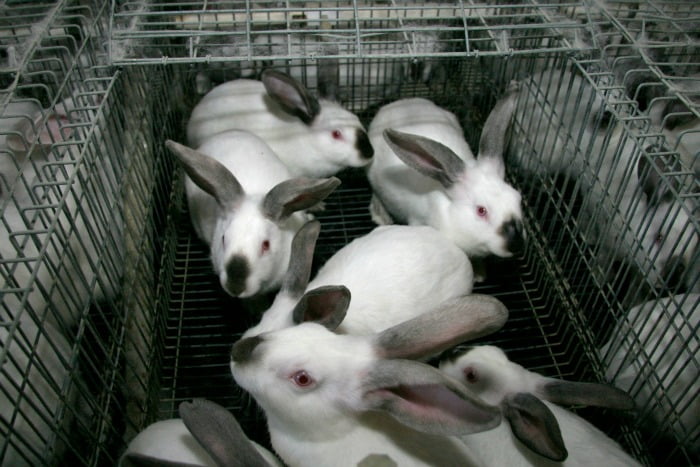 exploração cunícola