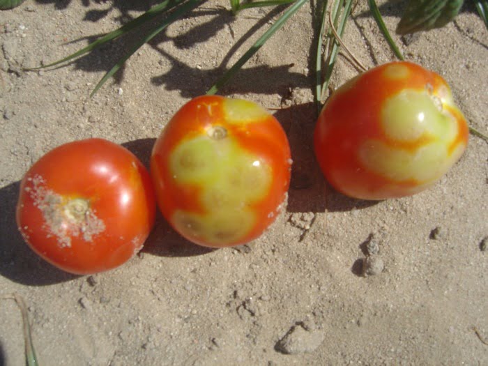 Bronzeamento do Tomateiro - Vida Rural