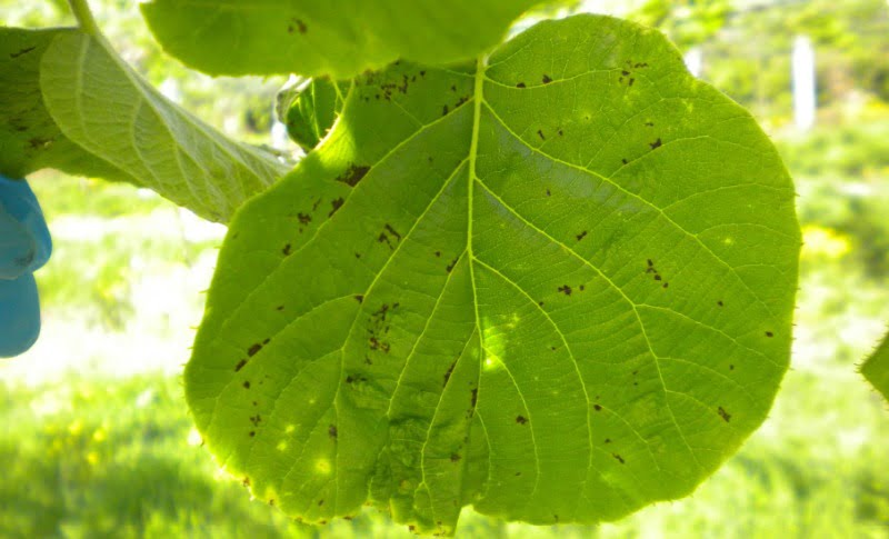 kiwi - doenças e pragas