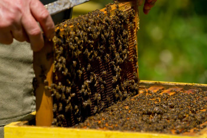 apicultura favo de mel abelhas
