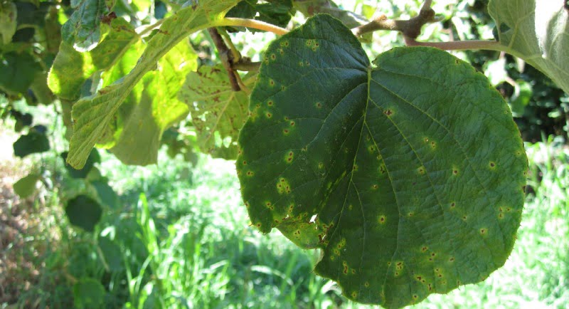 kiwi - doenças e pragas