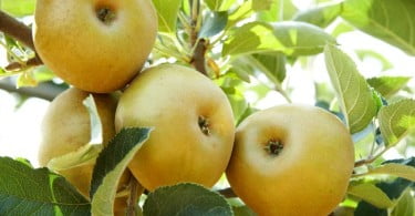 macieiras maça de Alcobaça