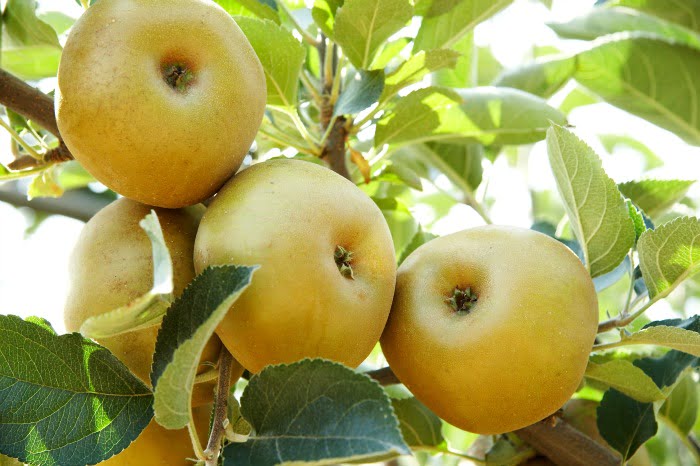 macieiras maça de Alcobaça