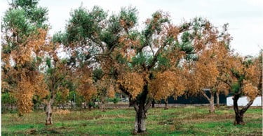 Xylella Figura