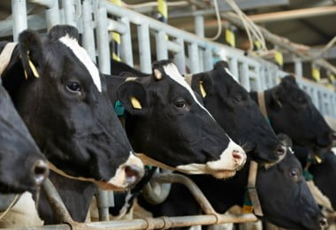 Estratégia europeia para a pecuária fica aquém na transição regenerativa, defende relatório