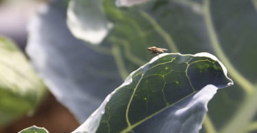 Auxiliar Díptero Sirfídeos