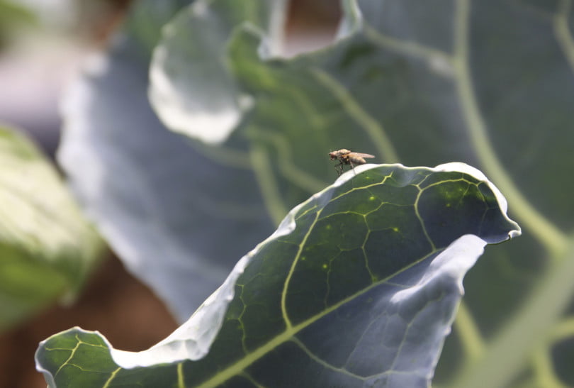 Auxiliar Díptero Sirfídeos