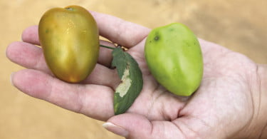 Efeitos da Tuta absoluta traça do tomateiro