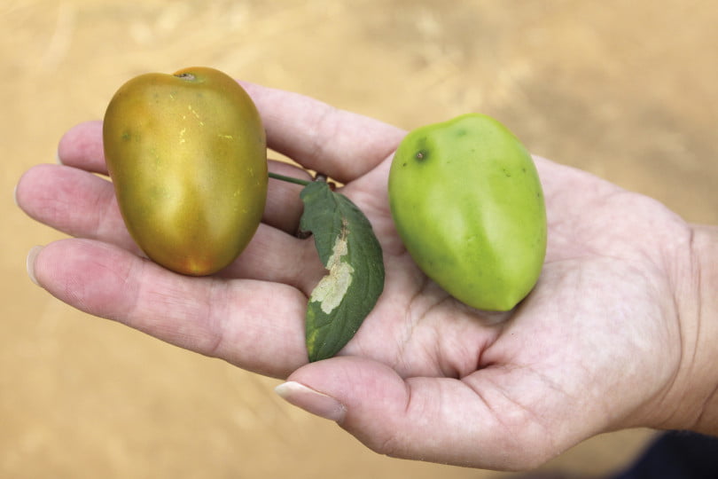 Efeitos da Tuta absoluta traça do tomateiro