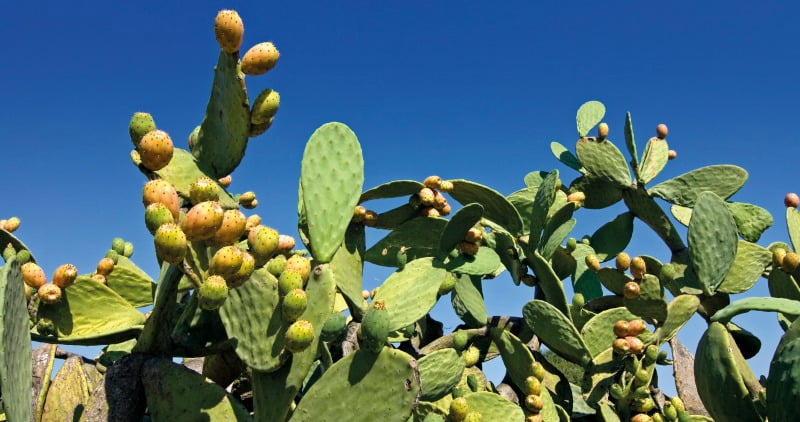 Figueira da índia Vida Rural