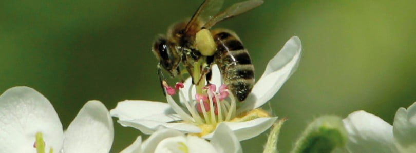 Polinização Vida Rural