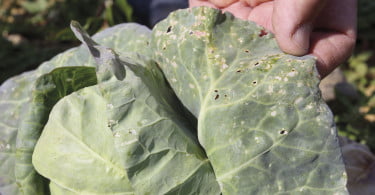 Praga Altica pulga da couve