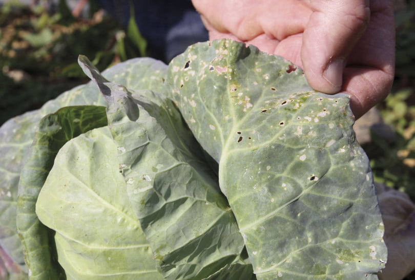 Praga Altica pulga da couve