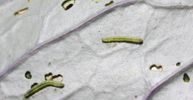 Praga Lagartas da couve