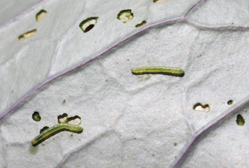 Praga Lagartas da couve