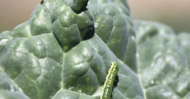 Praga Lagartas da couve